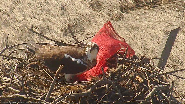 Plastic mesh clam bag in the nest.