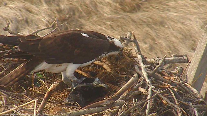 Yay! Some natural nesting material!!