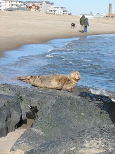 Keeping people and their pets away from stranded marine mammals is for their safety as well as the animal's. Photo by Mike Davenport.