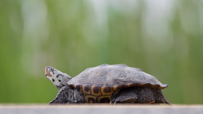 Female terrapins often cross roads to find suitable nest sites along the Jersey Shore. © Ben Wurst