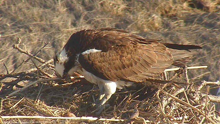 First egg was laid on April 19.