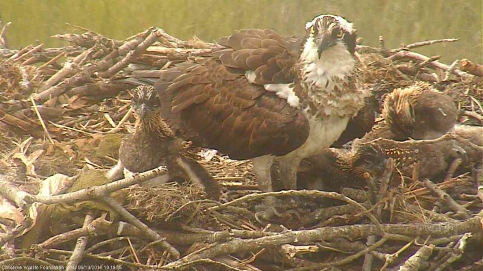 Today marks 21 days old (for the oldest two young). They're now very active in the nest and like to check out all the cool nesting material mom & dad used in the nest. 