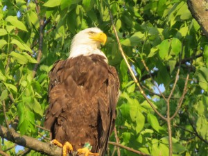 NJ banded bird B-64 taken in PA @ Linda Oughton