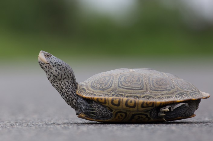 A female terrapin pauses while crossing Great Bay Blvd in Little Egg Harbor, NJ.