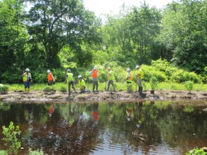 Atlantic City Electric and USFWS volunteers planting native shrubs (c) Wayne Russell