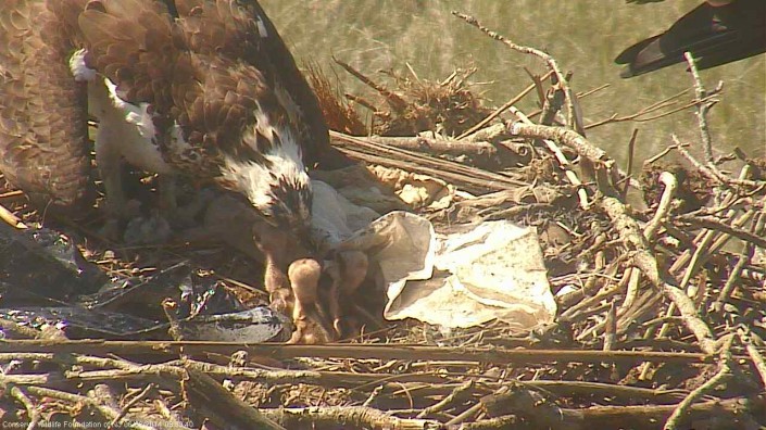 The first two eggs hatched on May 29th, and the third on June 1.