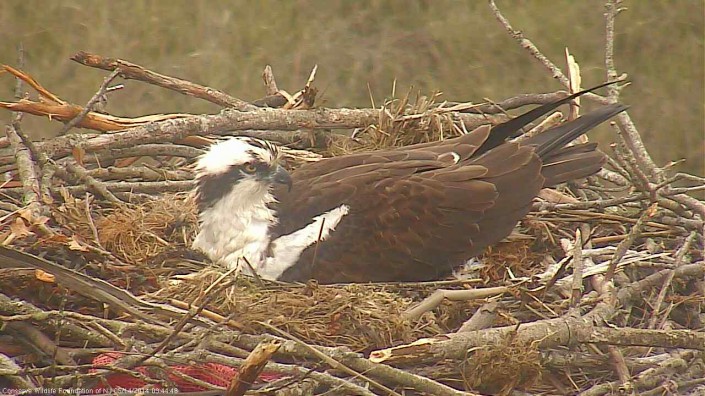 They were incubated for 38 days, which is slightly more than the average of 35 days in NJ.