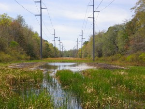 Completed vernal pool along Atlantic City Electric right-of-way  