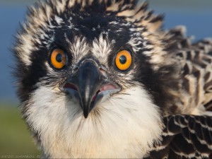 Osprey close up (c) Eric Sambol