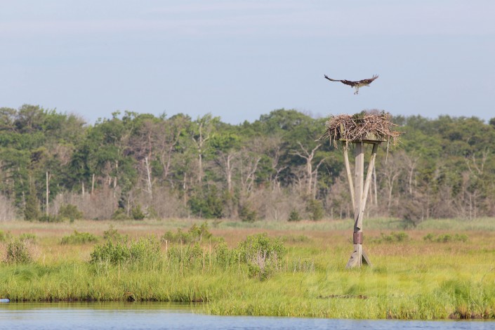 After surveying a nest the adults return to care for their young.