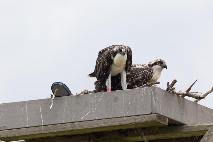 The bands will allow us and "Osprey Watchers" to ID individuals birds and we will learn a great deal about their dispersion, site fidelity, life span, etc...