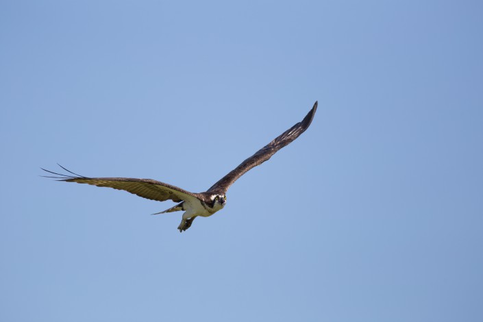 While checking nests the adults circle nests and often dive bomb banders, like myself.