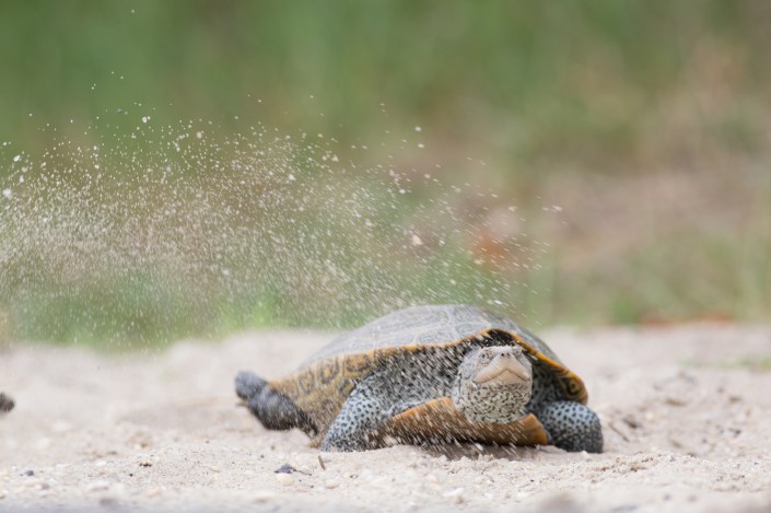 A nesting terrapin.