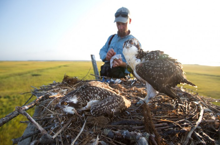 Ben Wurst prepares to band two osprey nestlings for future tracking. Photo courtesy Eric Sambol