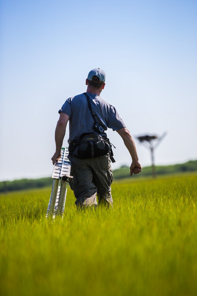 We use ladders to access nests. Photo by Northside Jim.