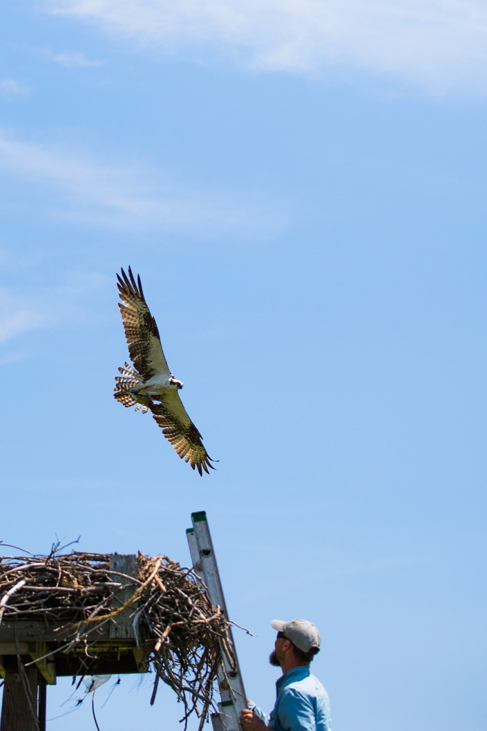 Dive bombed like this. Photo by Northside Jim.