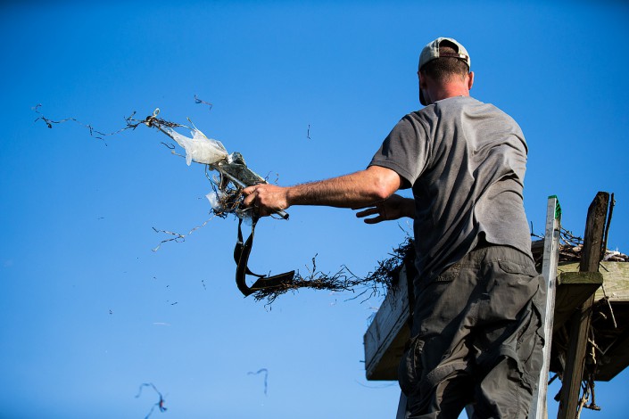 While checking nests, with or without young, we clean out any trash that we find. Photo by Northside Jim.