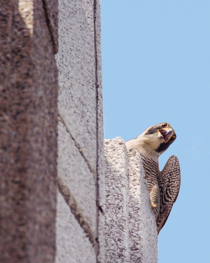 Peregrine falcon by Bonnie Talluto