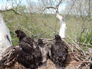 Duke Farms eagle chicks in nest after banding on May 14, 2014