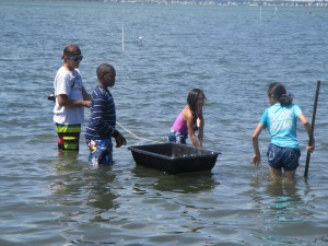 Clamming in the Bay (c) Stephanie Feigin