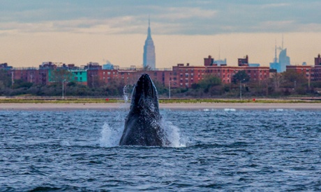 A humpback whale – named Jerry by researchers – spyhops off New York City. Photograph: Artie Raslich/Gotham Whale