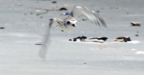 Plover populations at Malibu Beach in Egg Harbor Township are near a record-low this year due to predation, recreation activities and habitat loss. (c) Edward Lea