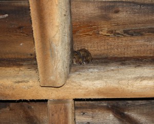 Bats in Tranquility Church attic