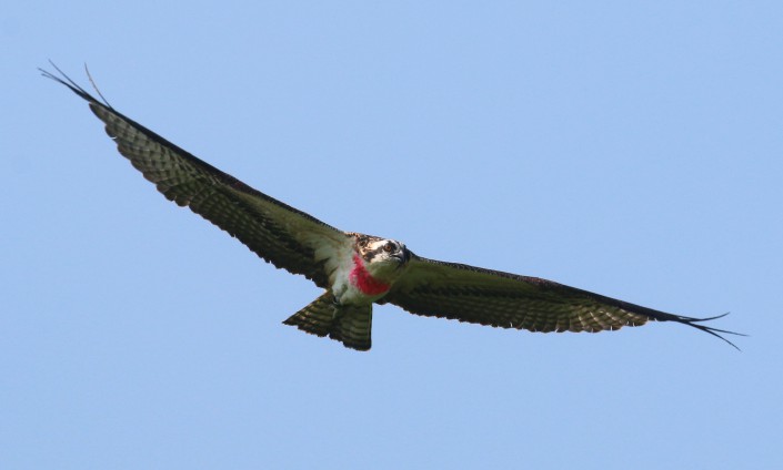 Osprey 11D takes flight for the first time at Lake Shelbyville. Illinois Department of Natural Resources photo.