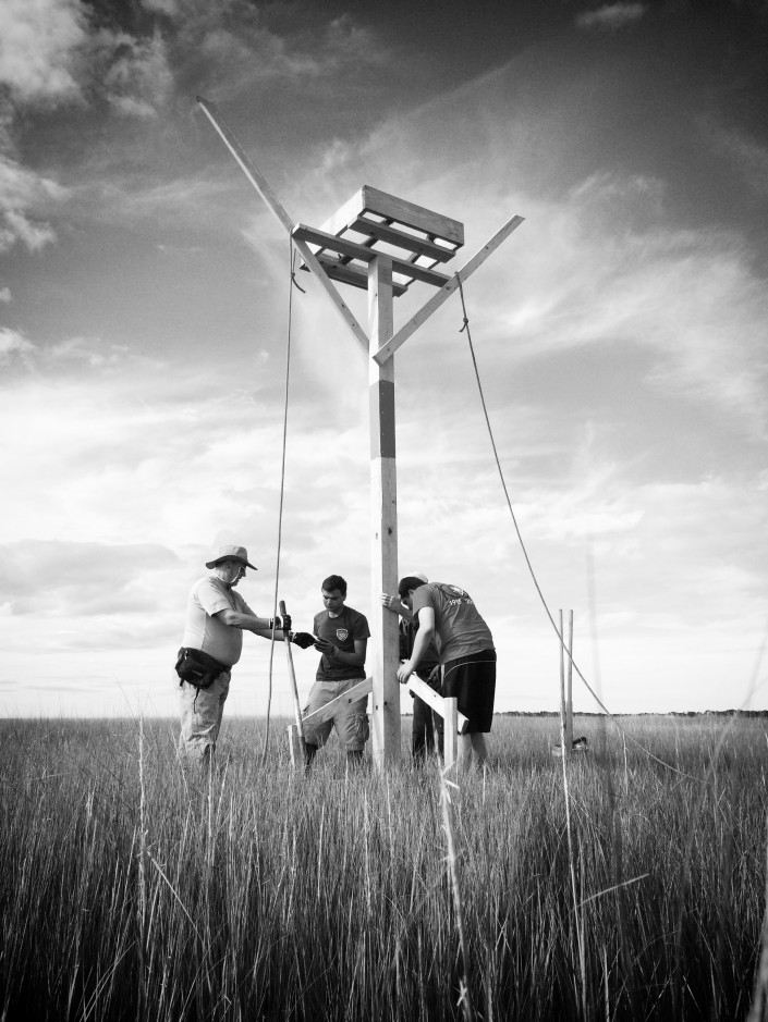 A new osprey platform is installed inside Sedge Island WMA. It replaces an antiquated design that is prone to predation by raccoons. This new 1-post platform will give ospreys their best chance at successfully raising young.