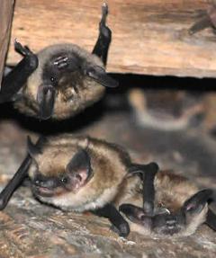 Big brown bats in an attic space (c) Phil Wooldridge