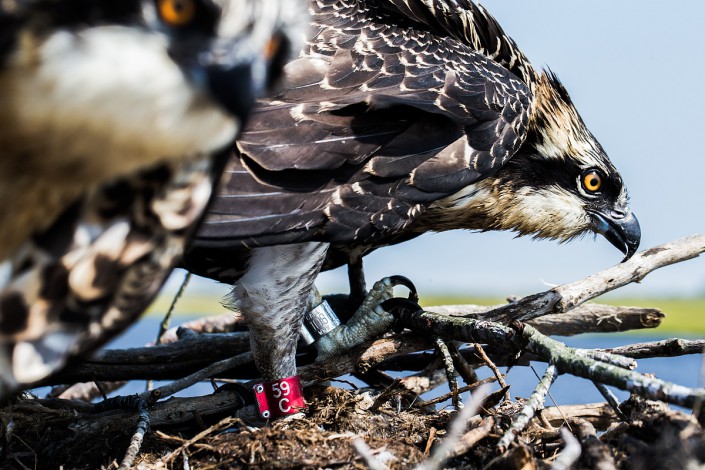 A pair of ospreys produced at a nest on Barnegat Bay were banded with a red auxiliary band. © Northside Jim