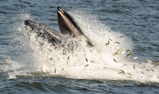 A humpback whale feeding on bunker fish Wednesday between Monmouth County and Long Island. Sightings in the region have increased significantly this year (c) Tyson Trish