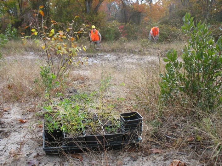 Baptisia Tinctotia plants