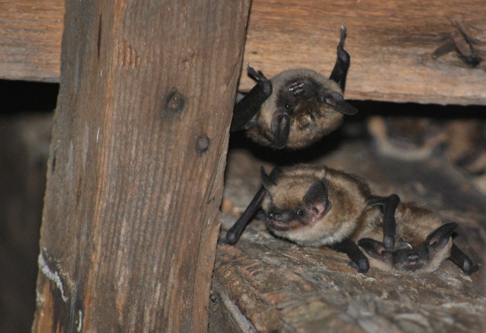 Big Brown Bats (c) Phil Wooldridge