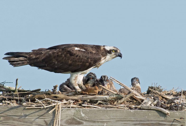 Edwin B. Forsythe NWR osprey family. © Tom Sangemino