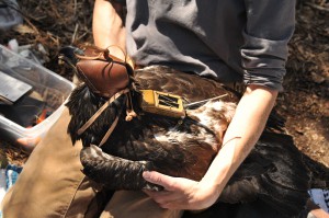 Juvenile male bald eagle (D/95) with GPS transmiter being attached. Kathy Clark/ENSP