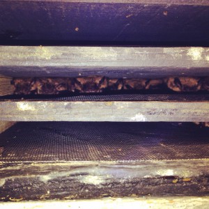 Big brown bats in bat house (c) Stephanie Feigin