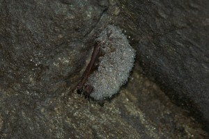 Tri-colored bat covered in water droplets while hibernating (c) MacKenzie Hall