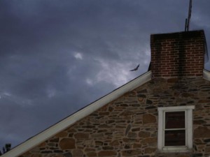 A bat emerges from its summer roost site. © MacKenzie Hall