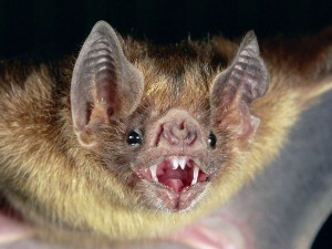 Vampire bat photo credit: National Geographic