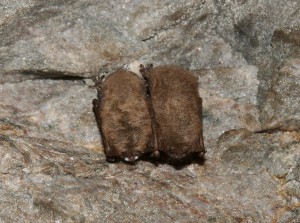 White-nose syndrome on hibernating bats