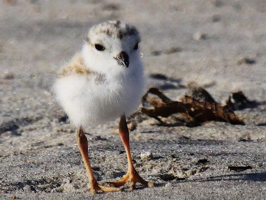 Piping plover chick, photo credit: Asbury Park Press/Nancy A. Smith