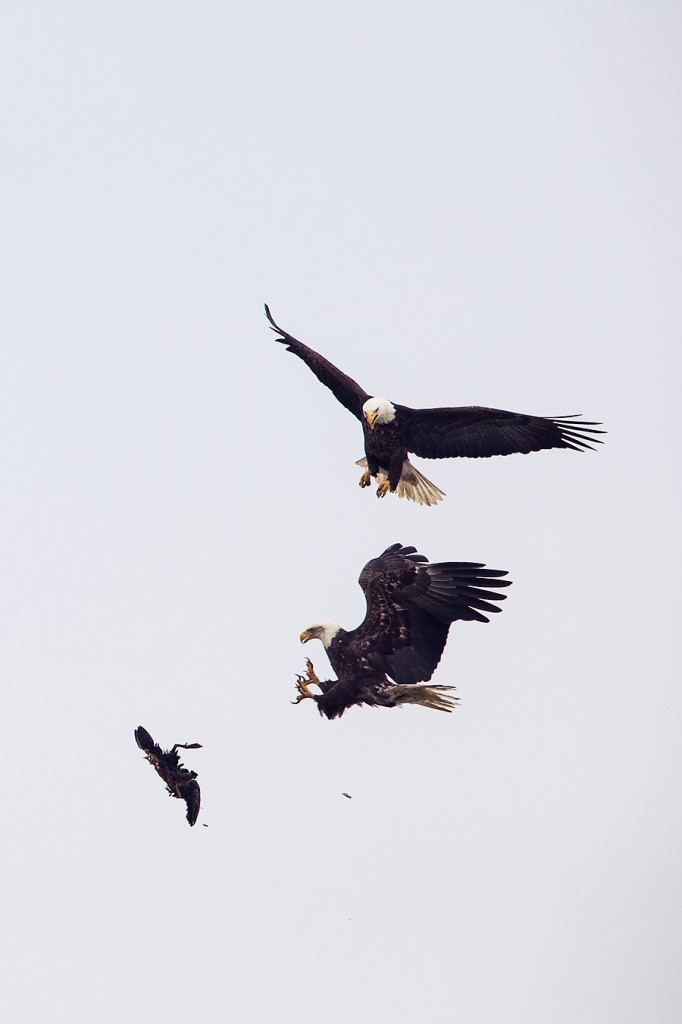 Eagles fight over duck at LBI @ Readings From the Northside