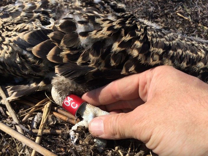 04/C after being banded. He was around 4 weeks old on July 7, 2014.