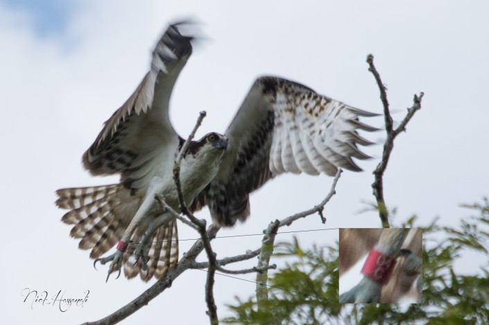 04/C was banded at a nest on LBI and re-sighted on the island of Trinidad and Tobago by Nicholas Hassanali.