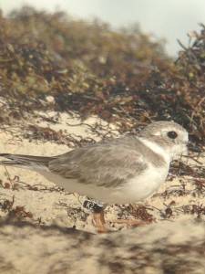 Black Flag "K2", a Canadian breeder and one of six color marked piping plovers observed on wintering grounds on Abaco, The Bahamas, this past week by CWFNJ's Todd Pover and Stephanie Egger.