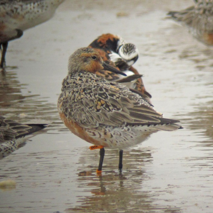 The Rufa red knot (a shorebird) named "Moonbird," or "B95," photographed in a crowd of birds at Fortescue, NJ. Credit: Christophe Buidin.