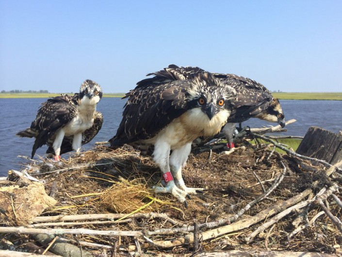 Three Osprey Young Wearing Red Bands. Photo by Ben Wurst.