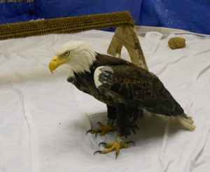 C/45 in recovery at Tri-State Bird Rescue and Research, DE