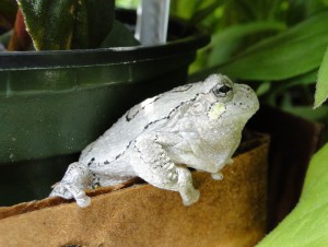 Northern Gray Treefrog @ M. Patterson